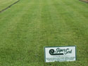 grass_zenithzoysia.jpg